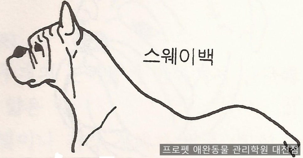 프로펫애견미용학원 이미지