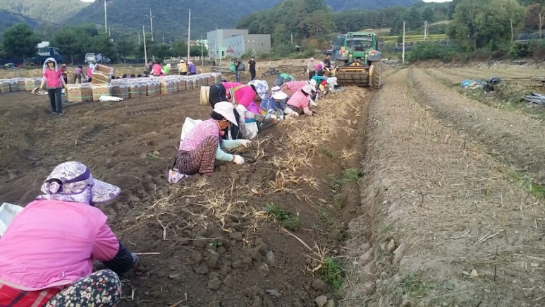 금산인삼직거래 이미지