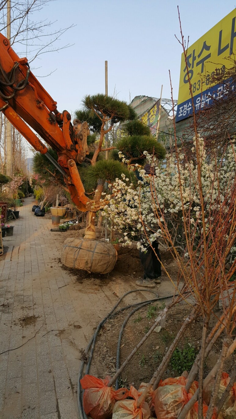 소나무화훼 이미지