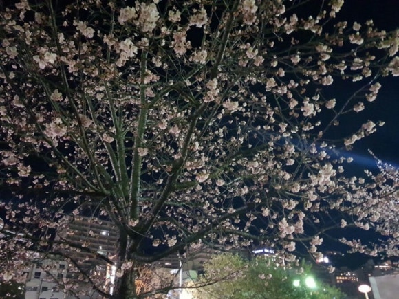 꽃물들인네일 이미지