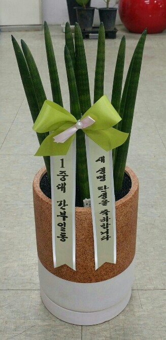 국가대표꽃배달엔플라워 이미지