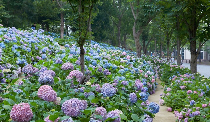 수국하우스 이미지