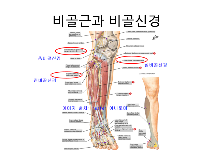 대전 유성 발목외측 통증 장단비골근, 제 3비골근, 비골신경 한의원 : 네이버 블로그