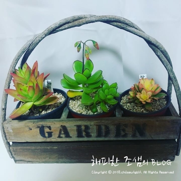 사계절다육농장 이미지