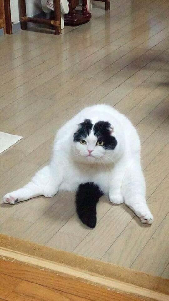 꽁이 이미지