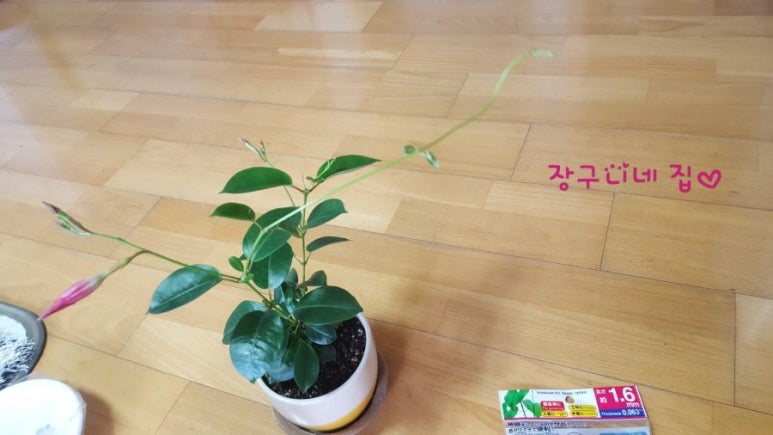 세탁소아랫집 이미지