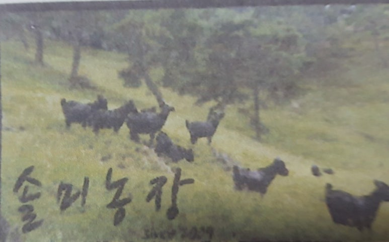 솔미민박 이미지