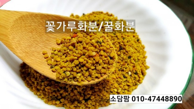 꽃피는봄에 이미지