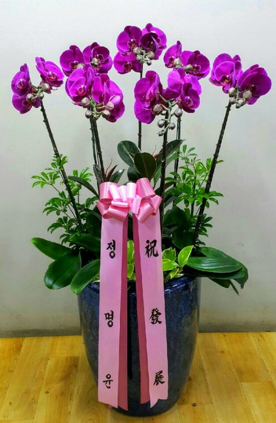 국가대표꽃배달엔플라워 이미지