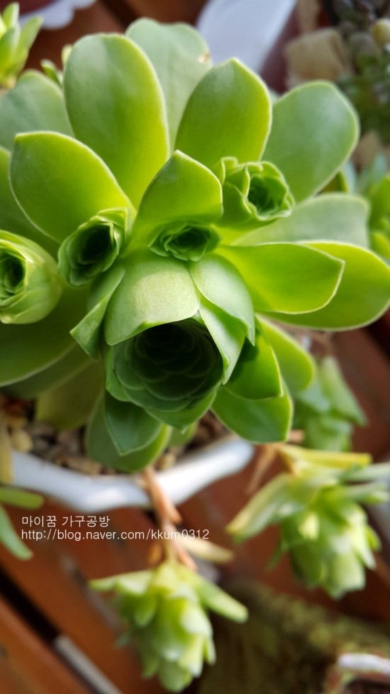 햇살닮은다육 이미지