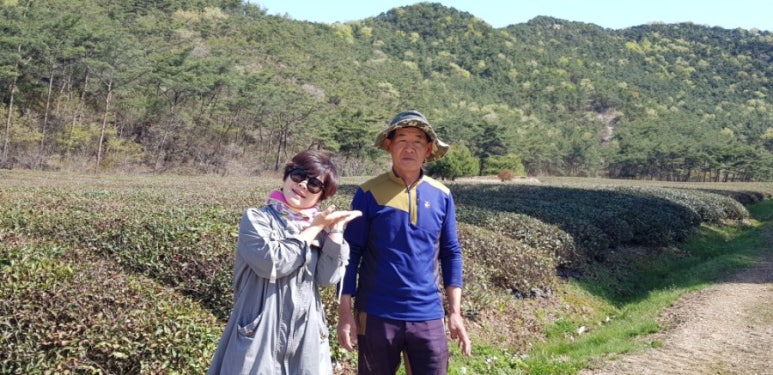 고창청정녹차농원 이미지
