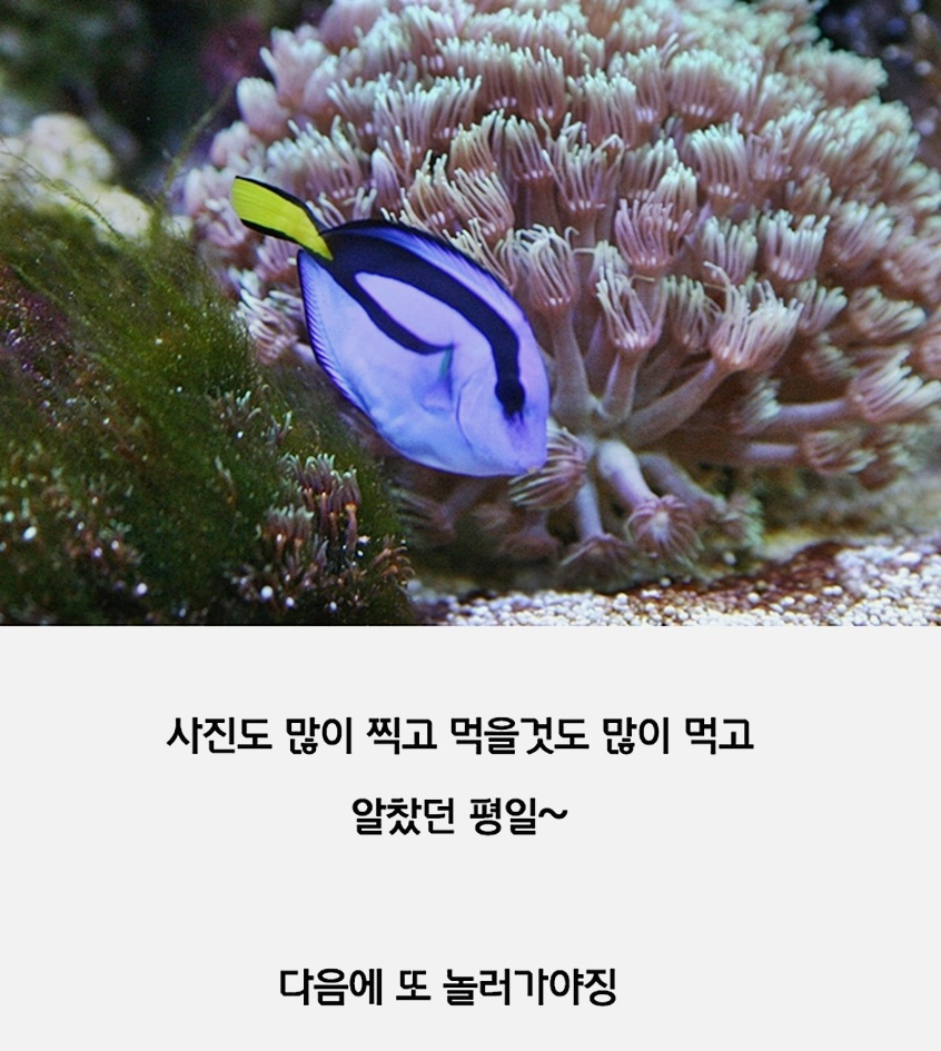 애플트리이마트 이미지