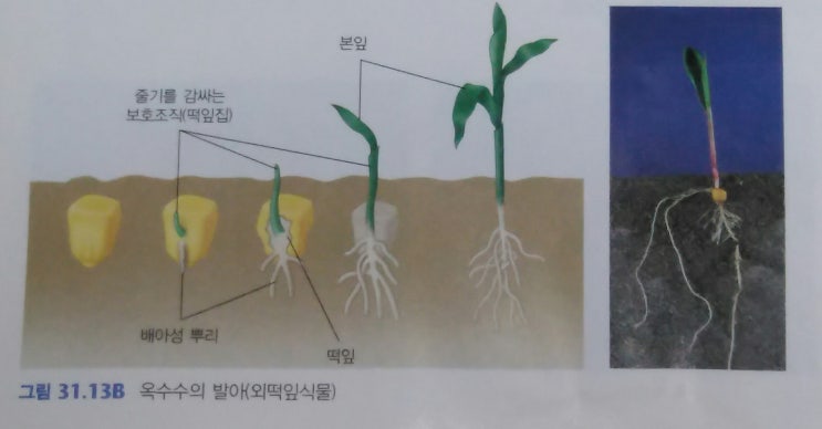 옥수수의 발아 과정, 옥수수 종자의 구조 : 네이버 블로그