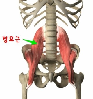 [가산디지털단지 PT] 허리통증에 좋은 장요근 스트레칭!! : 네이버 블로그