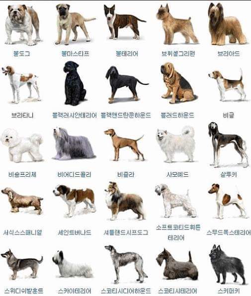 아지 이미지