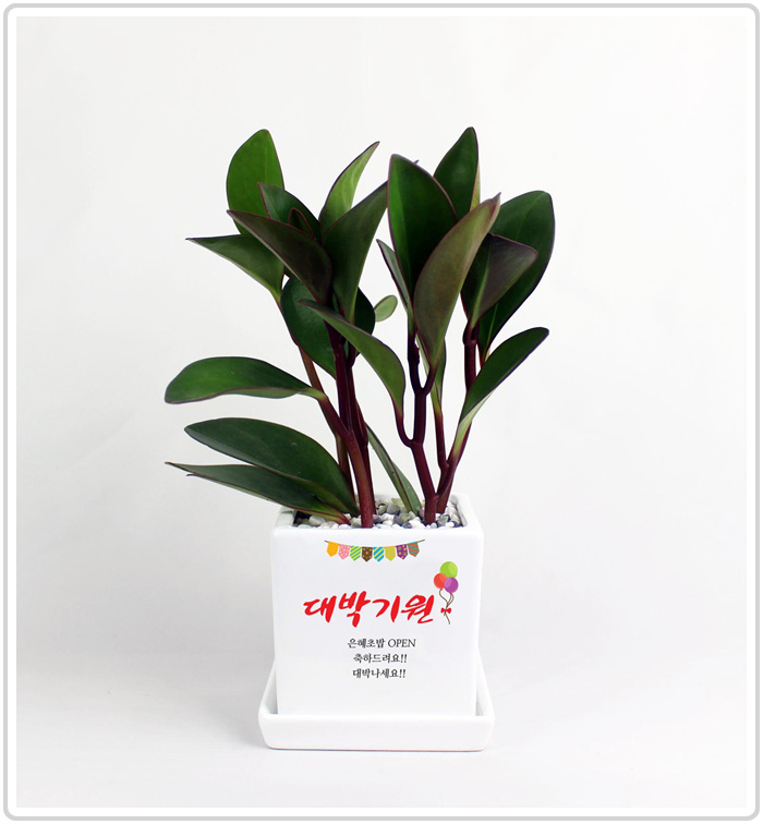 조아그린 이미지