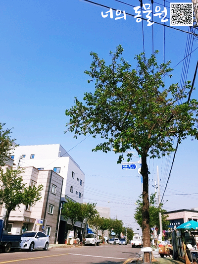 서산셀세모 이미지