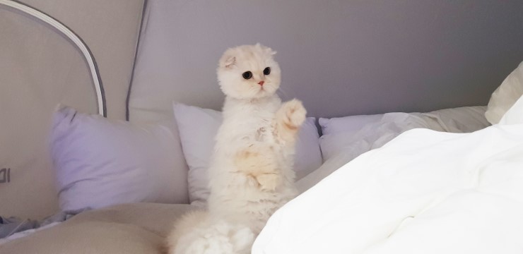 호야트레이드 이미지