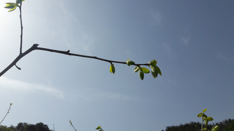 대일농원 이미지
