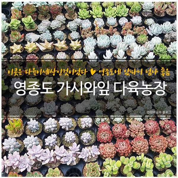 가시와다육이 이미지