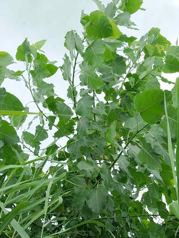 포플러(poplar) 이미지