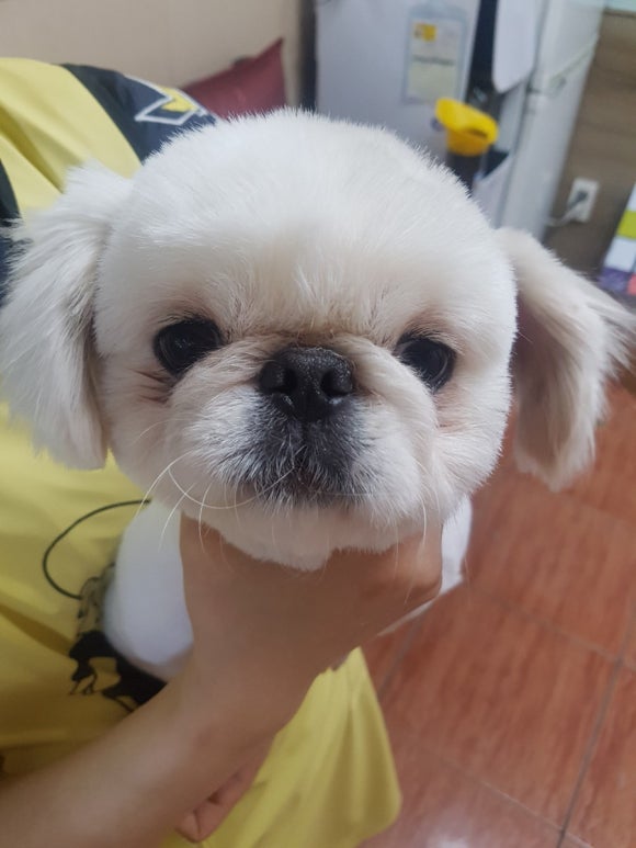 이현경애견미용학원 이미지