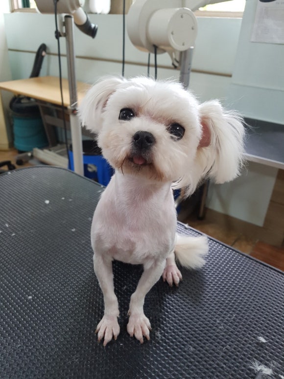 이현경애견미용학원 이미지