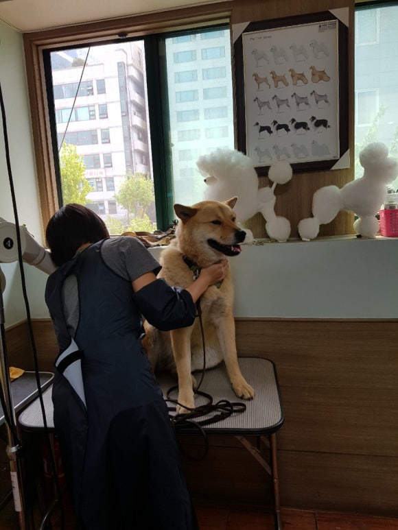 이현경애견미용학원 이미지