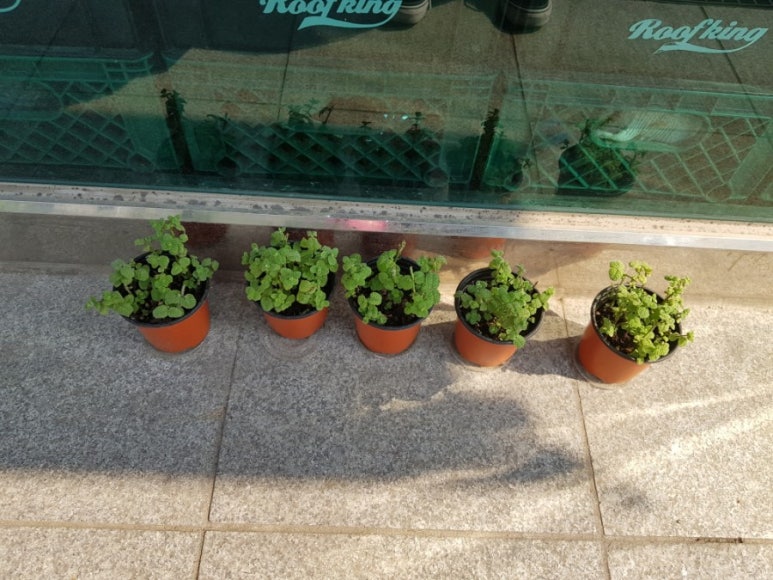 카페티버즈 이미지