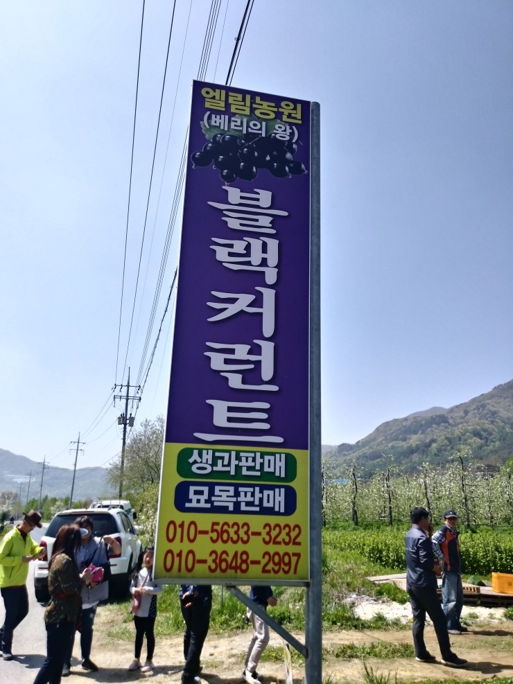 왕베리농원 이미지