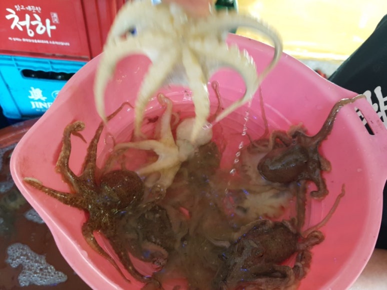 쭈꾸미마을 이미지