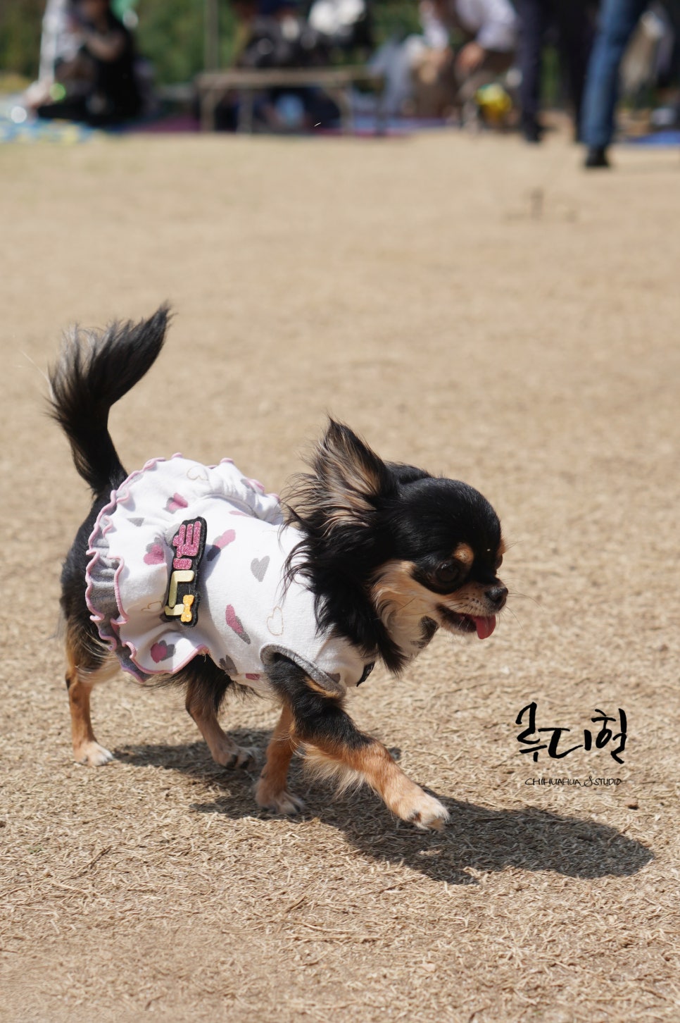 와와 이미지