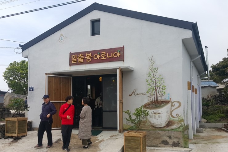 일출봉아로니아 이미지