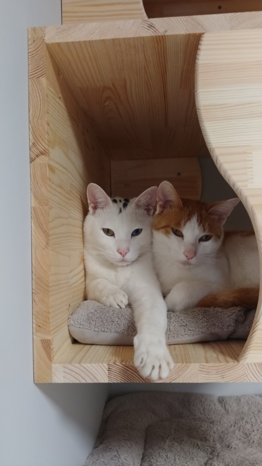 애기몽 이미지