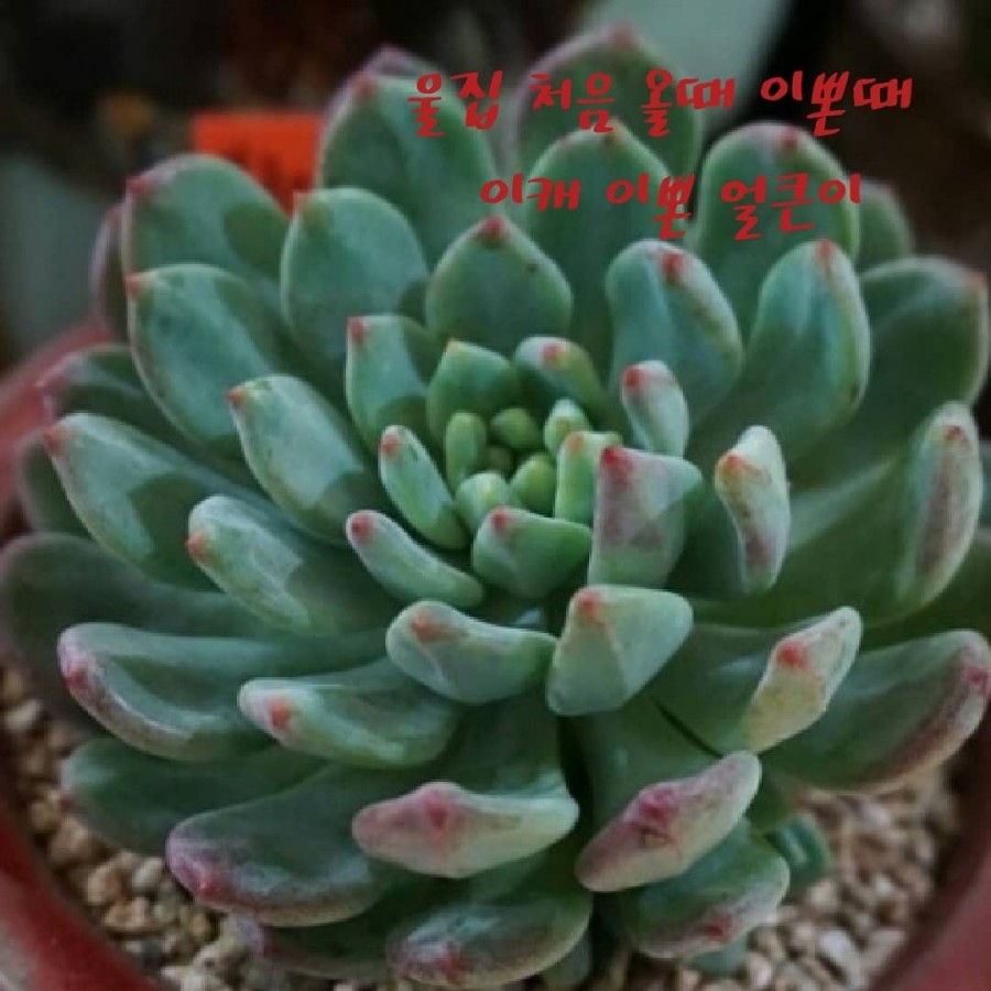 애플다육 이미지