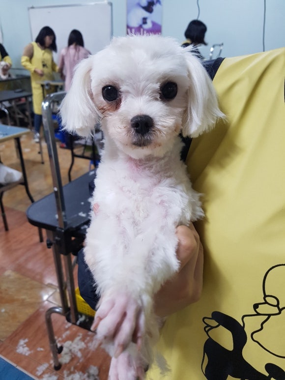 이현경애견미용학원 이미지
