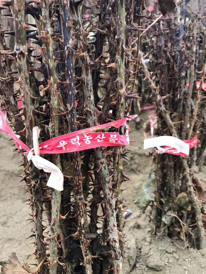 엄나무농원 이미지