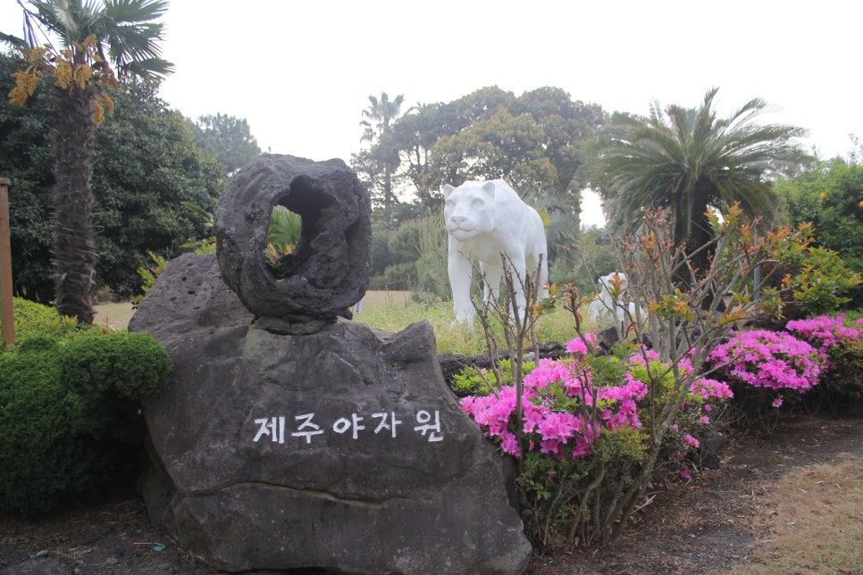 제주 야자원 이미지