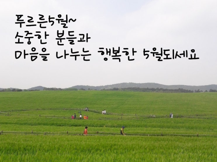 반디나무 이미지