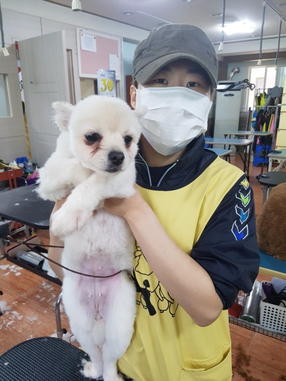 이현경애견미용학원 이미지