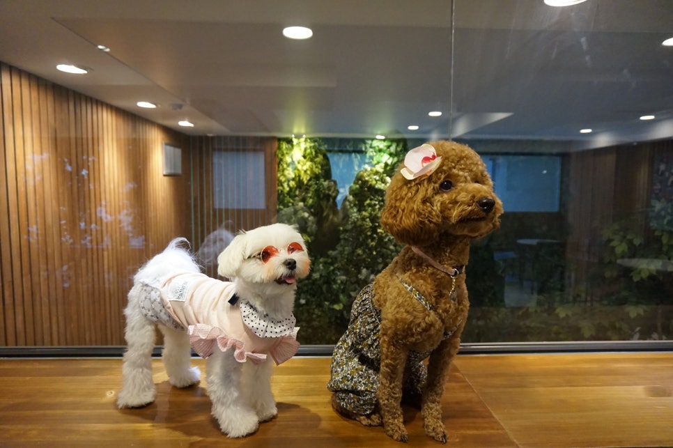 비안코 포레스트 이미지