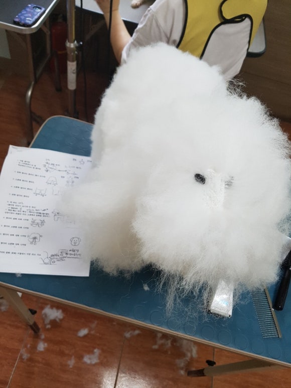 이현경애견미용학원 이미지