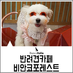 비안코 포레스트 이미지