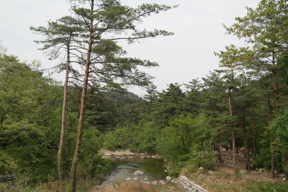 대관령 치유의 숲 이미지