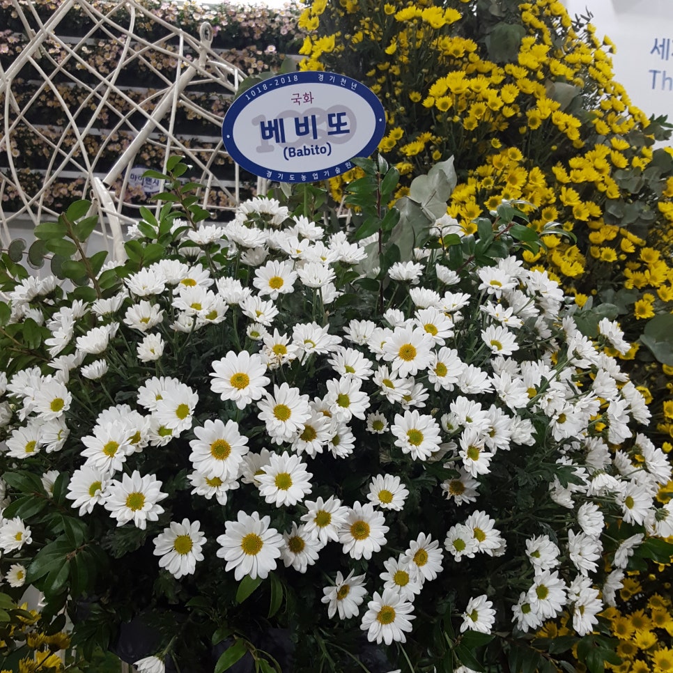 베비또 이미지