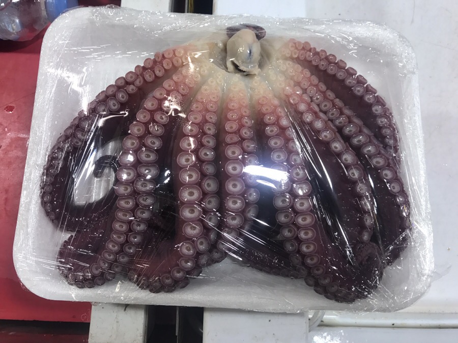 문어집 이미지