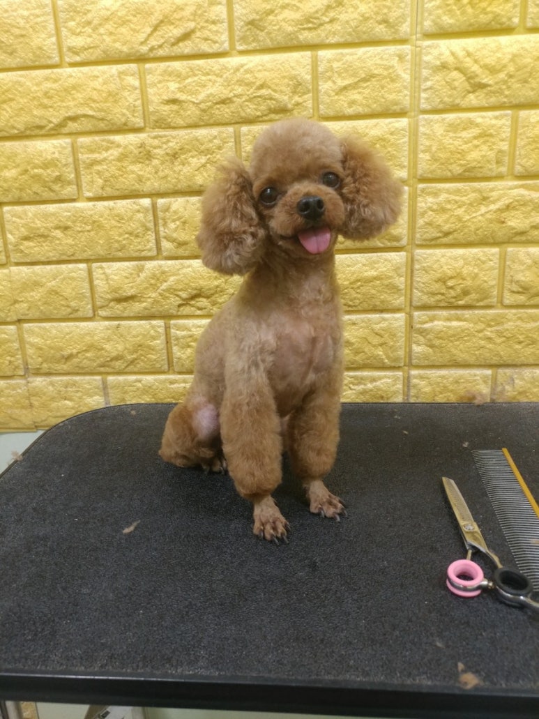 아토컷트 이미지