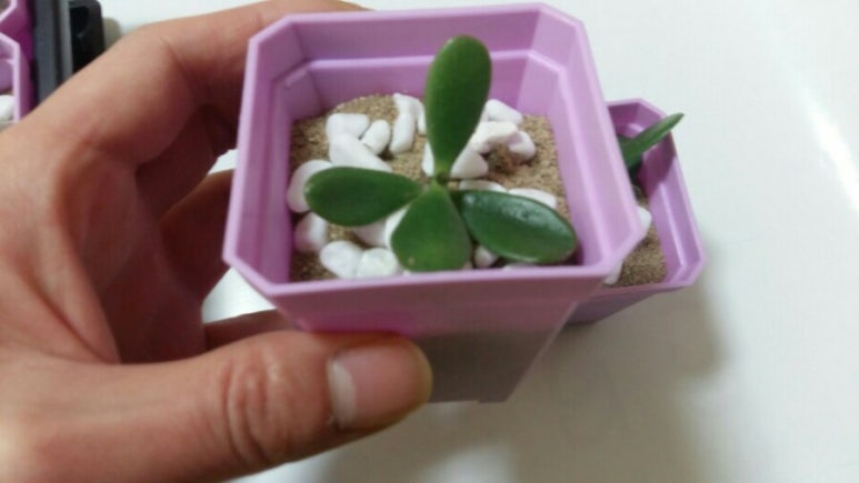 다육이공방 이미지