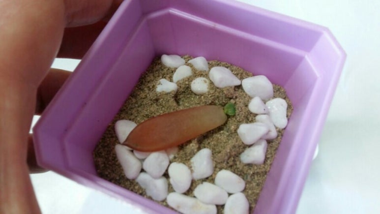 다육이공방 이미지
