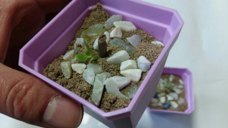 다육이공방 이미지